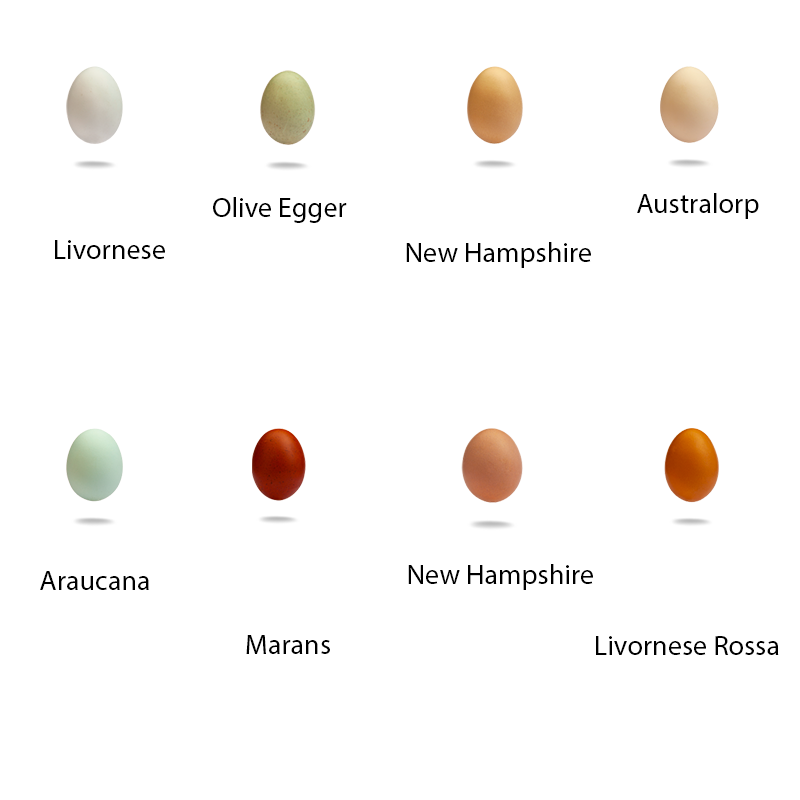 The Garda Egg 60 Uova di varietà mista pregiata BIO - squisitoo