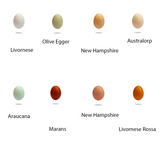 The Garda Egg 60 Uova di varietà mista pregiata BIO - squisitoo